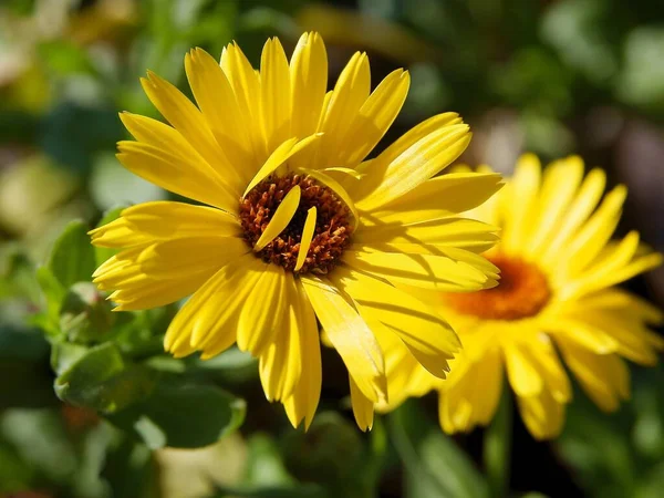 Mooie Gele Bloemen Van Goudsbloem Zomer — Stockfoto