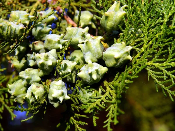 Растущие Зеленые Конусы Nootkacipres Cupressus Nootkatensis Дерево — стоковое фото
