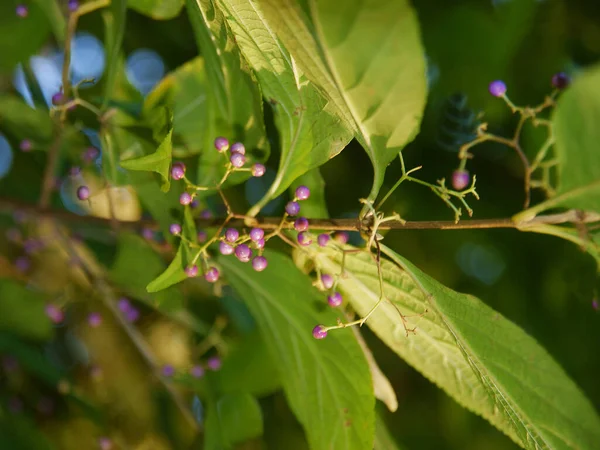 Μικροί Καρποί Του Δέντρου Callicarpa Japonica Κοντά — Φωτογραφία Αρχείου