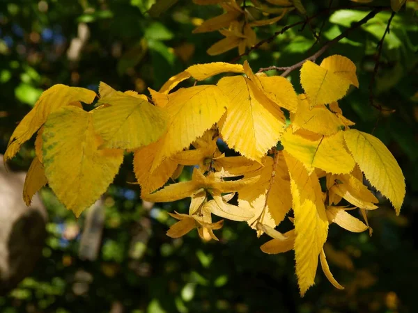 날으는 줄기의 Carpinus Betulus Tree — 스톡 사진