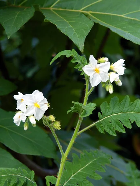 Witte Bloemen Van Solanum Sisymbriifolium Plant Close — Stockfoto
