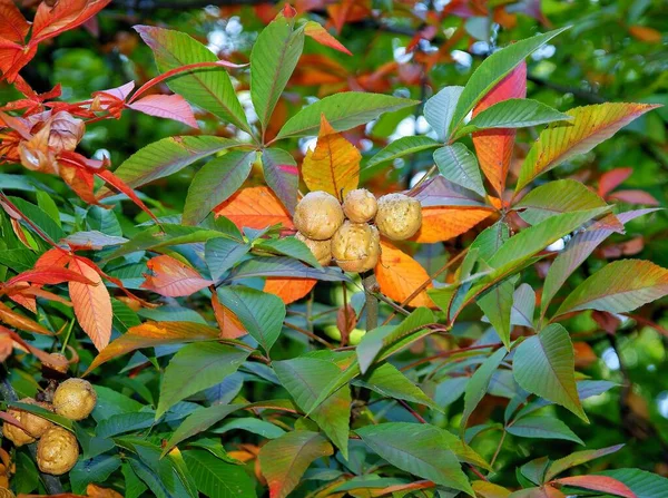 Frutta Noci Aesculus Parvviflora Ippocastano Autunno — Foto Stock