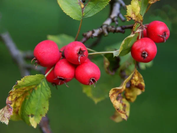 Frutos Vermelhos Pequenos Redondos Árvore Crataegus Intricata — Fotografia de Stock