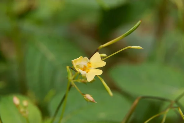 Mały Żółty Kwiat Rośliny Impatiens Parviflora Makro — Zdjęcie stockowe