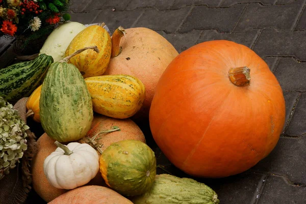 Various Multicolor Pumpkins Wholesome Vegetarian Food — Stock Photo, Image