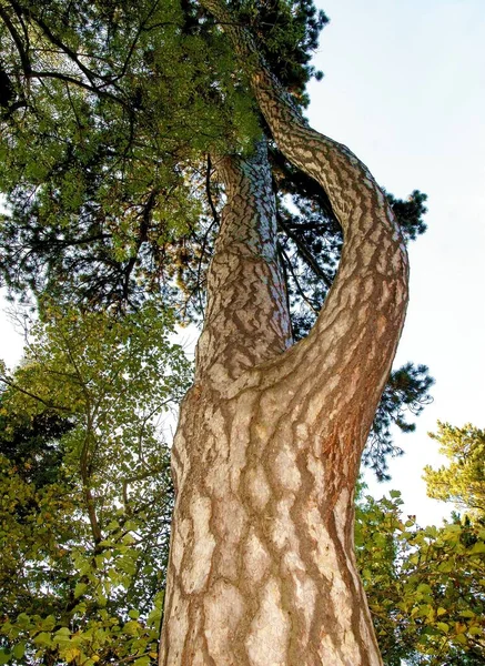 Pinus Nigra Ağacının Gövdesinde Çok Renkli Ağaç Kabuğu — Stok fotoğraf