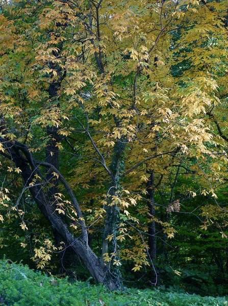 Aesculus Parvviflora Horse Chestnut Tree Park Aautumn — Stock Photo, Image