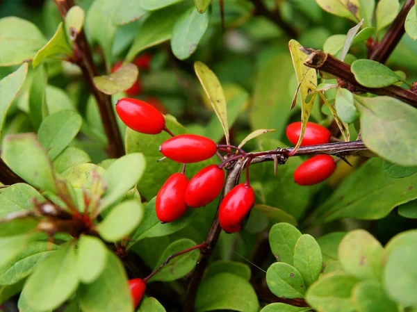 Rote Beeren Und Blätter Des Berberisstrauches Herbst — Stockfoto