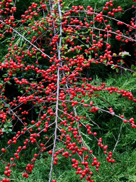 red,small,red fruits of cotoneaster horizontalis bush at autumn