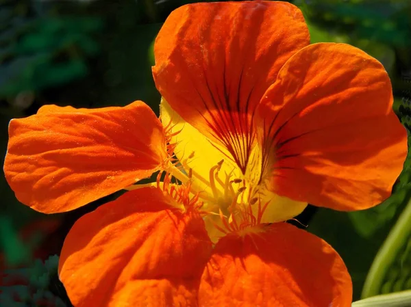 Grazioso Fiore Arancione Allodola Pianta Tropacolum Vicino — Foto Stock