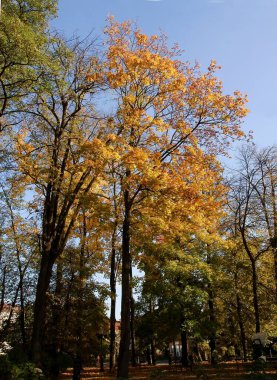 akçaağaç sarı sonbahar yaprakları 