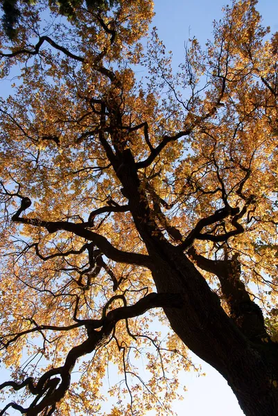 Chêne Feuillage Jaune Automne Pittoresque — Photo