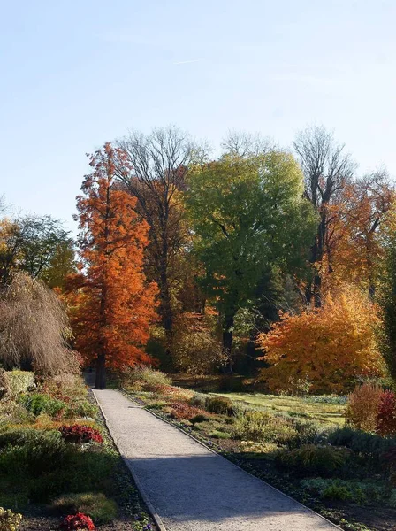 Gelbes Und Orangefarbenes Laub Der Laubbäume Herbst — Stockfoto