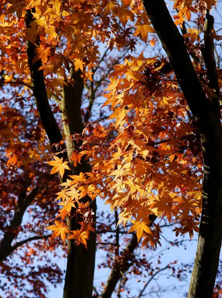 Orange Leaves Japanese Maple Tree Autumn — Stock Photo, Image