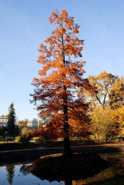 Fogliame Giallo Arancio Alberi Decidui Autunno Scenico — Foto Stock