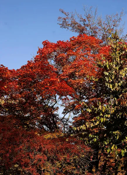 Red Multicolor Foliage Sumac Tree Autumn — Stock Photo, Image