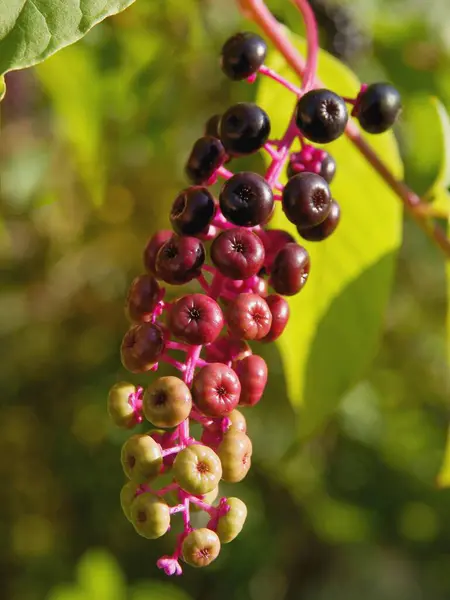 Phytolacca Americana Planta Com Frutas Perto — Fotografia de Stock