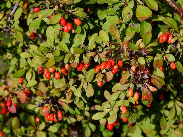 Red Fruits Berberis Bush Autumn — Stock Photo, Image