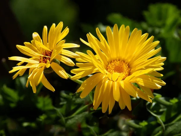 Bonitas Flores Planta Caléndula Cerca — Foto de Stock