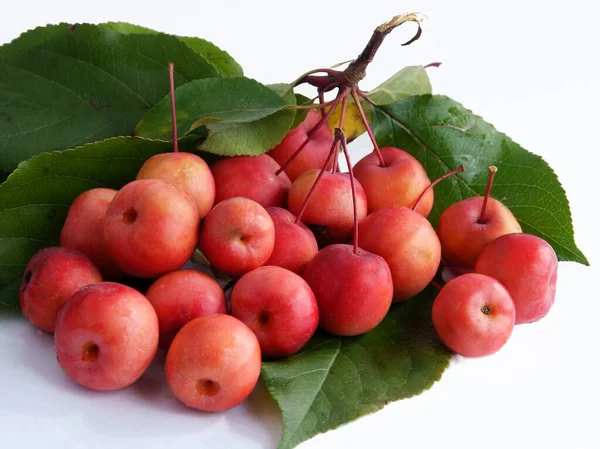 Red Fruits Malus Purpurea Crab Apple Tree Autumn — Stock Photo, Image