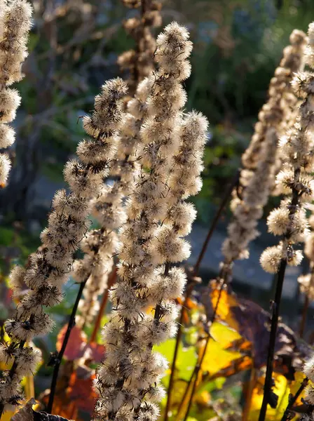 Сухое Растение Семенами Ксерантема — стоковое фото