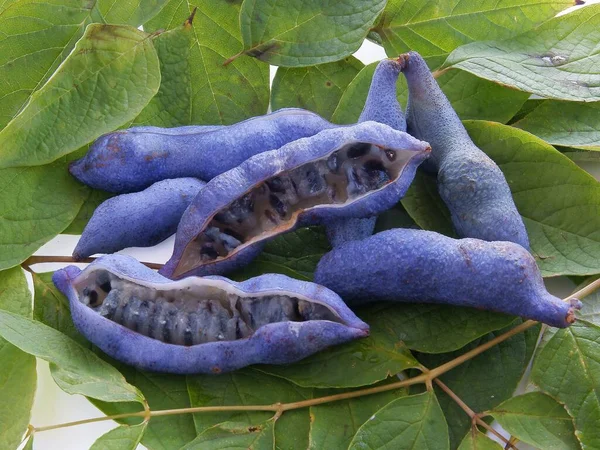 Cáscaras Lila Con Semillas Como Frutos Comestibles Decaisnea Fargesii —  Fotos de Stock