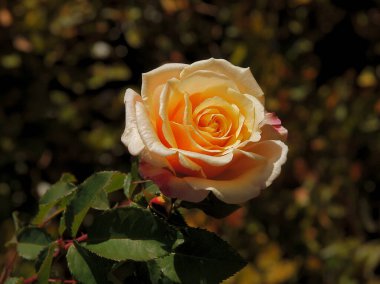 Güzel pembe gül, yakından.