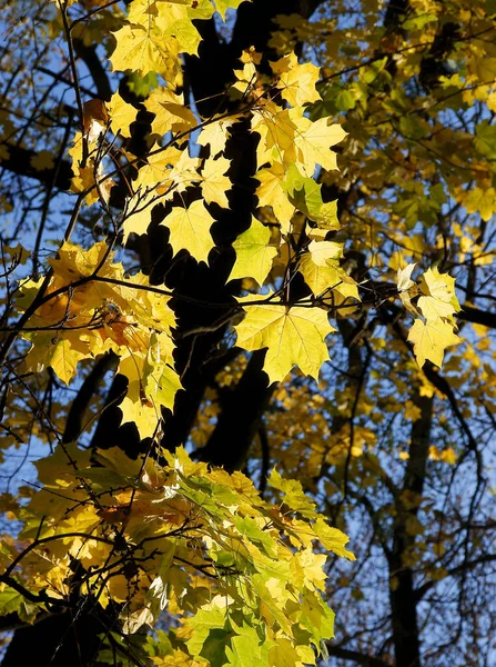 Gelbe Herbstblätter Des Ahornbaums — Stockfoto
