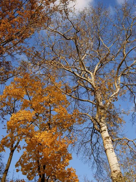 Gele Herfst Bladeren Van Maple Tree — Stockfoto