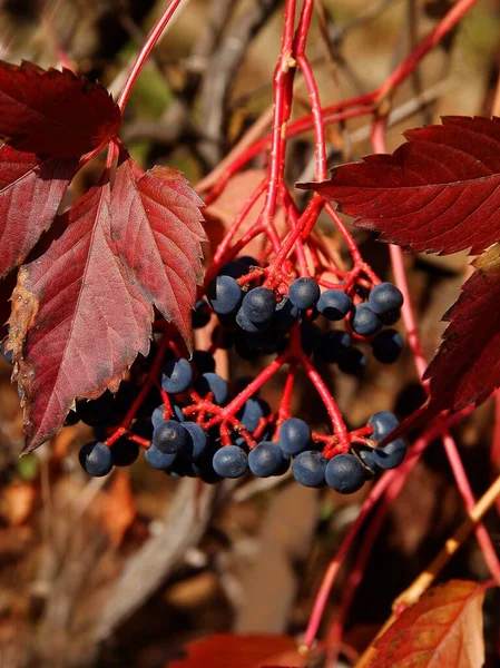 Červené Listy Horolezecké Rostliny Parthenocissus Quinquefolia Podzim — Stock fotografie