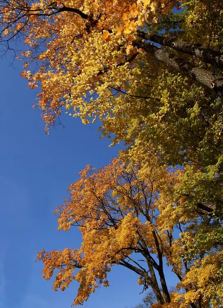 Žluté Podzimní Listy Javorového Stromu — Stock fotografie