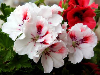 Sardunya saksı bitkisinin çok renkli çiçekleri