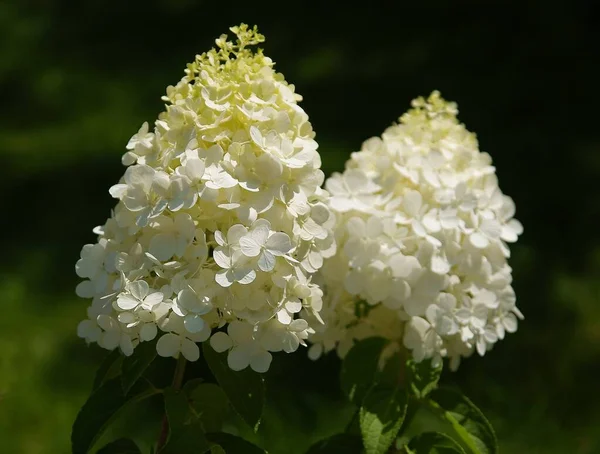 Fiori Piuttosto Grandi Ortensia Cespuglio Giardino — Foto Stock