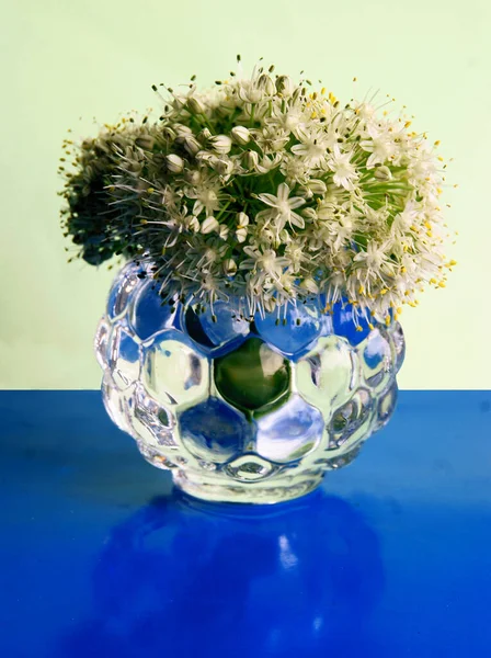 Kwiaty Białej Cebuli Bliska — Zdjęcie stockowe