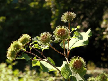 Dikenli çiçek tomurcuklarıyla yaban Arktium eksi