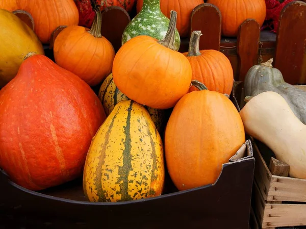 Verschiedene Bunte Kürbisse Als Vegetarische Gesunde Kost — Stockfoto