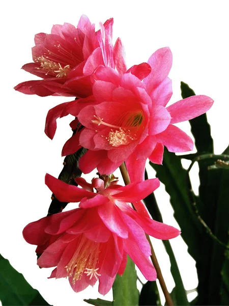 Roze Bloemen Van Epiphyllum Crenatum Close — Stockfoto
