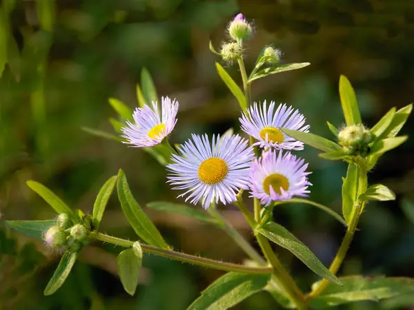 Malé Lila Květy Erigeron Divoké Rostliny Zblízka — Stock fotografie