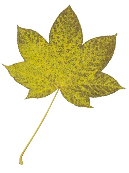 Yellow Autumn Leaf Kalopanax Pictus Tree Close Isolated — Stock Photo, Image