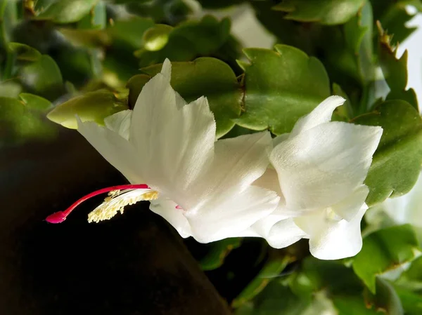 Flor Branca Com Pistilo Roxo Epifillum Bristol Rainha Suculento Perto — Fotografia de Stock