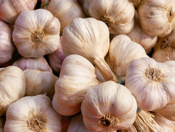 Knoblauch Als Gewürz Gemüse Und Natürliche Medizin — Stockfoto