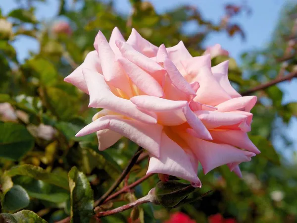 Rosa Bonita Roseblooming Jardim — Fotografia de Stock