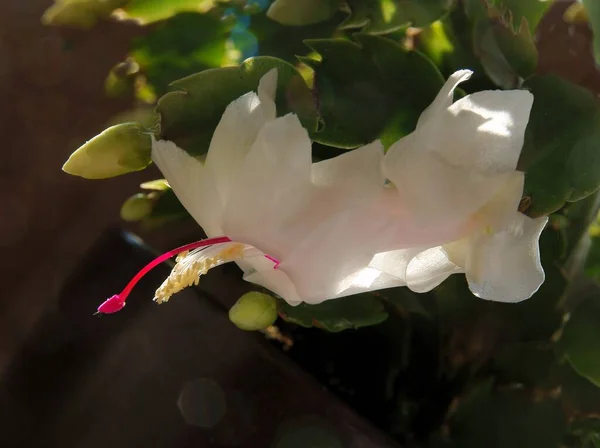 Vit Blomma Med Lila Pistill Epifillum Bristol Drottning Saftig Närbild — Stockfoto