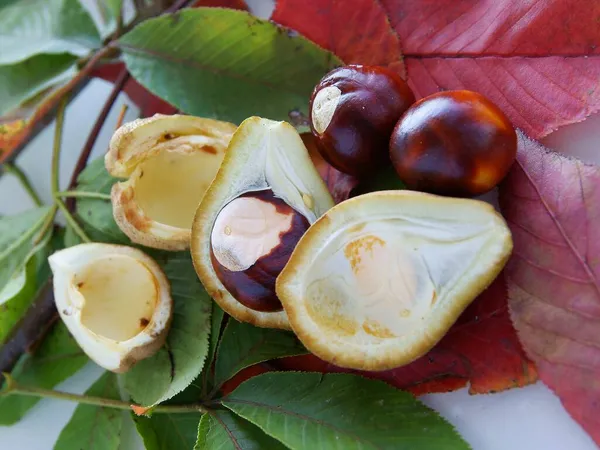 Braune Reife Nüsse Der Rosskastanie Herbst — Stockfoto