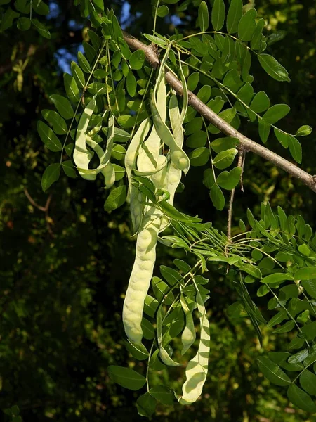 Μακρύς Πράσινος Φλοιός Σπόρους Του Δέντρου Gleditsia Sinensis — Φωτογραφία Αρχείου