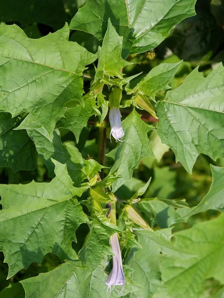 Svarta Giftiga Och Farliga Frön Datura Stramonium Anläggningen Närbild — Stockfoto