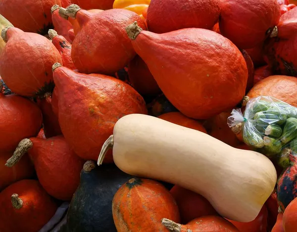 Various Multicolor Pumpkins Vegetarian Wholesome Food — Stock Photo, Image