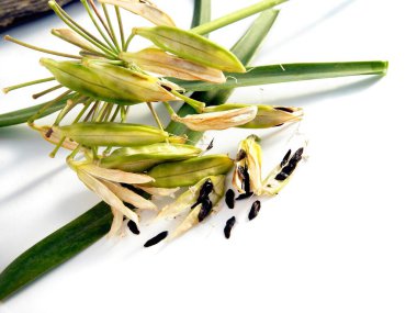 Aganthus africanus bitkisinin siyah tohumlarını içeren kabuklar.