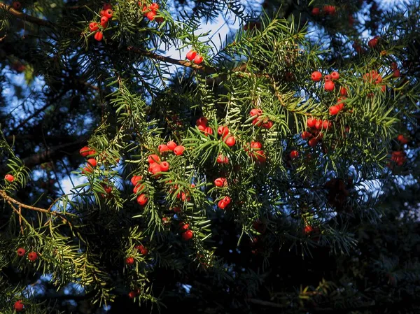 Taxusboom Met Rode Giftige Vruchten Van Dichtbij — Stockfoto