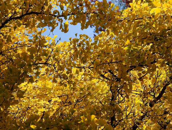 Gelbes Laub Des Gingko Biloba Baumes Herbst — Stockfoto